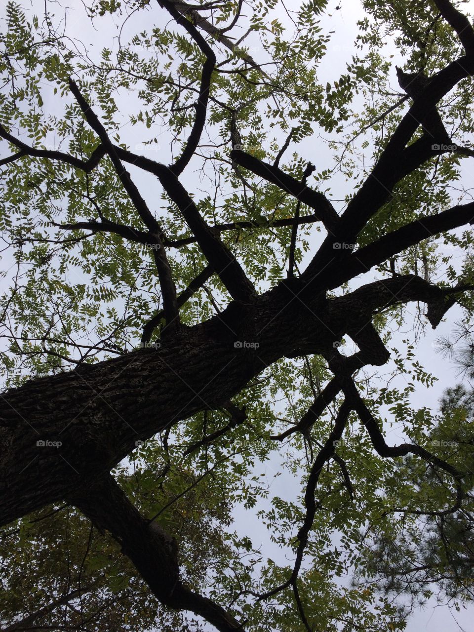 Tree silhouette against the sky