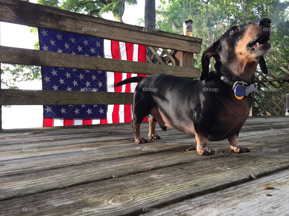 Patriot Dog. Beckham was singing the national anthem on July 4th. He is such a patriotic dog! 