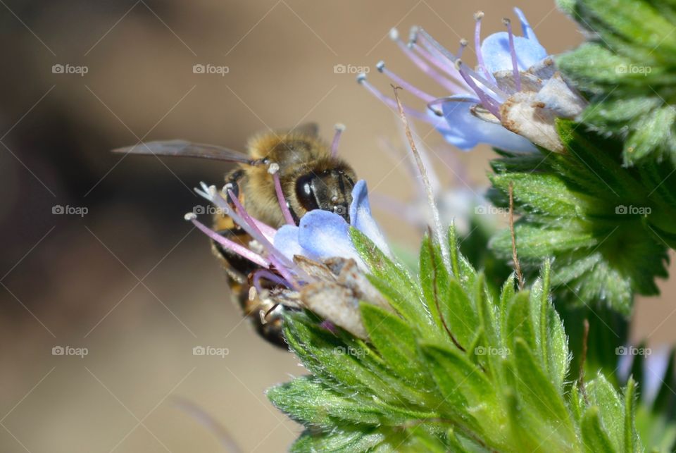 Bee with flower