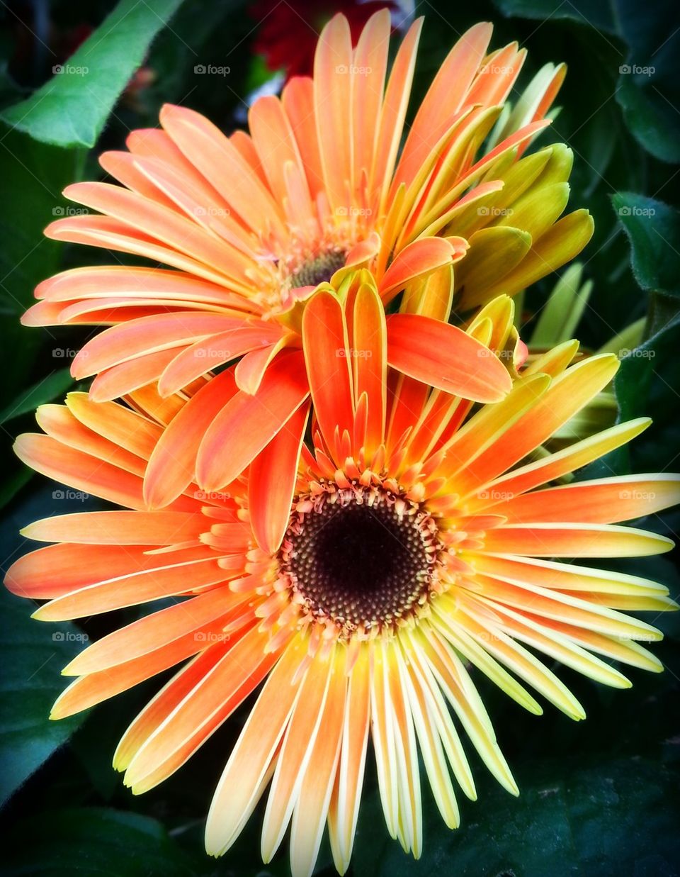 Orange flowers blooming in bloom
