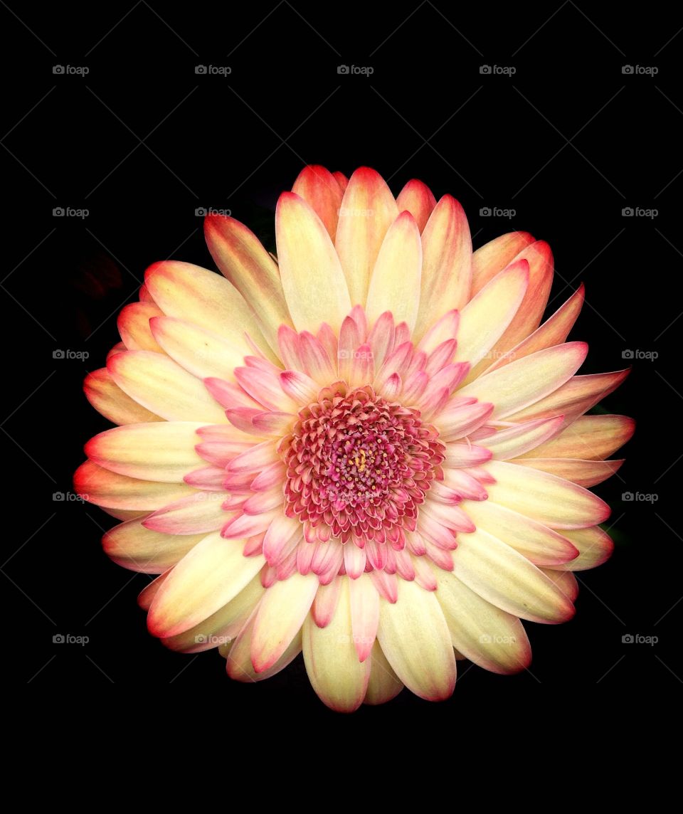 Beatuful bloom on black background. A top down shot of a cream colored gerbera daisy with pink tipped petals isolated on a black background.
