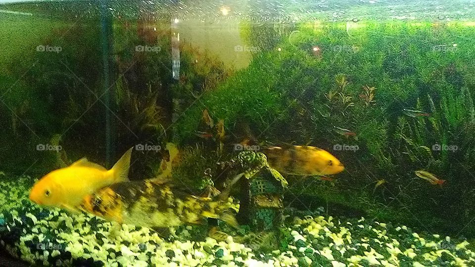 fish in aquarium.