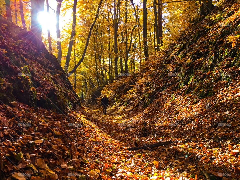 Fall, Leaf, Wood, Tree, Landscape