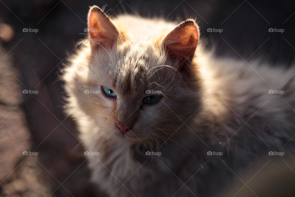 portrait photo of a cat