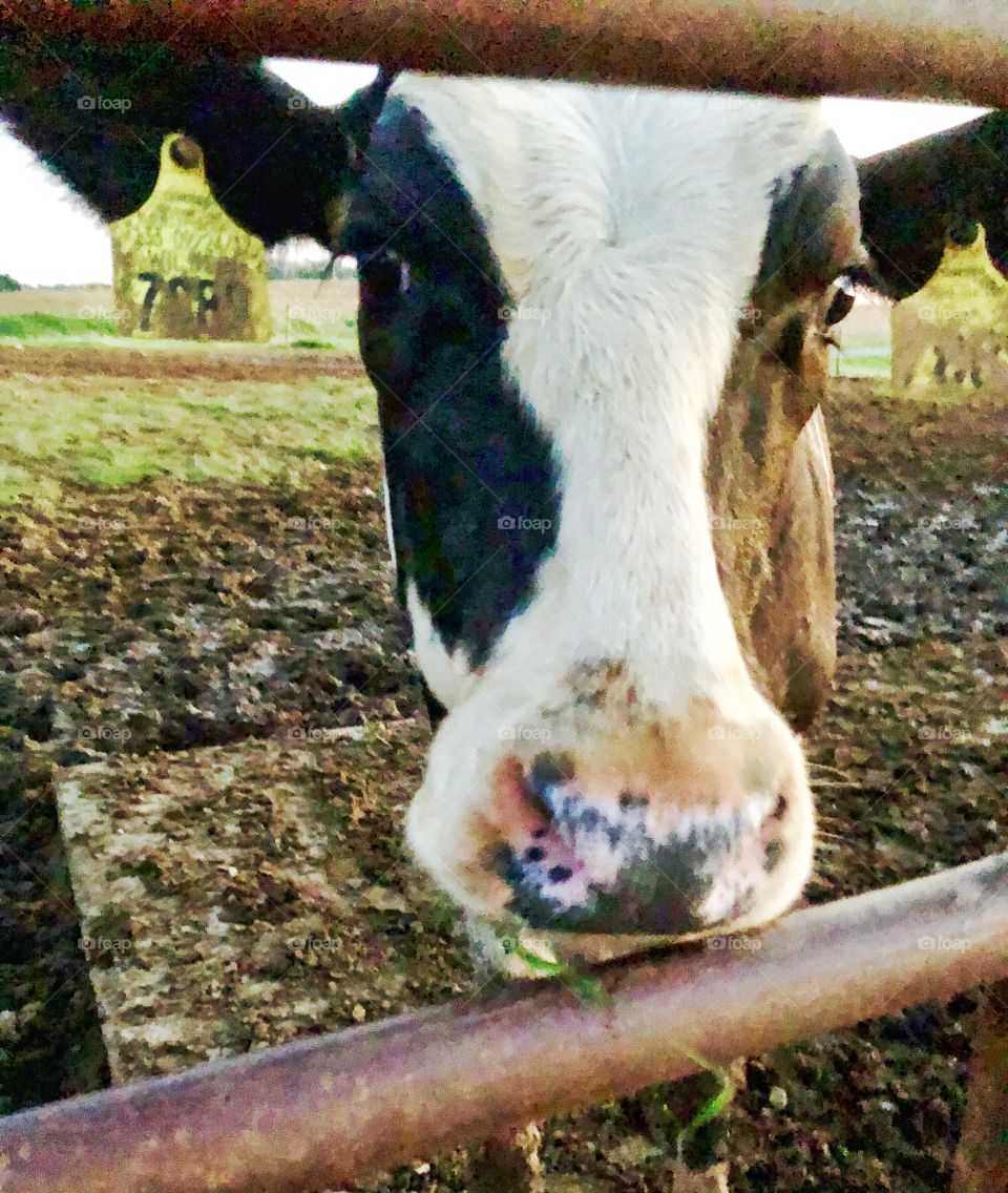 Peekaboo dairy cow 