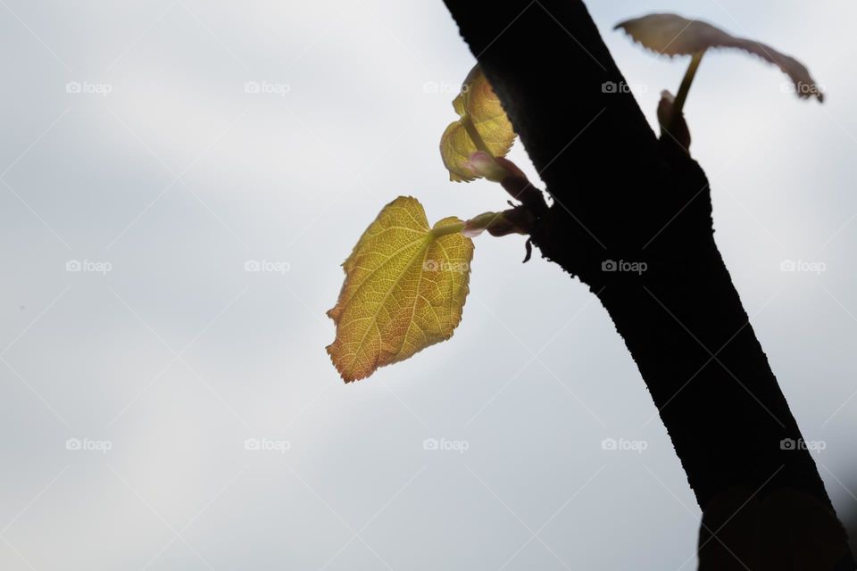 Young leaves