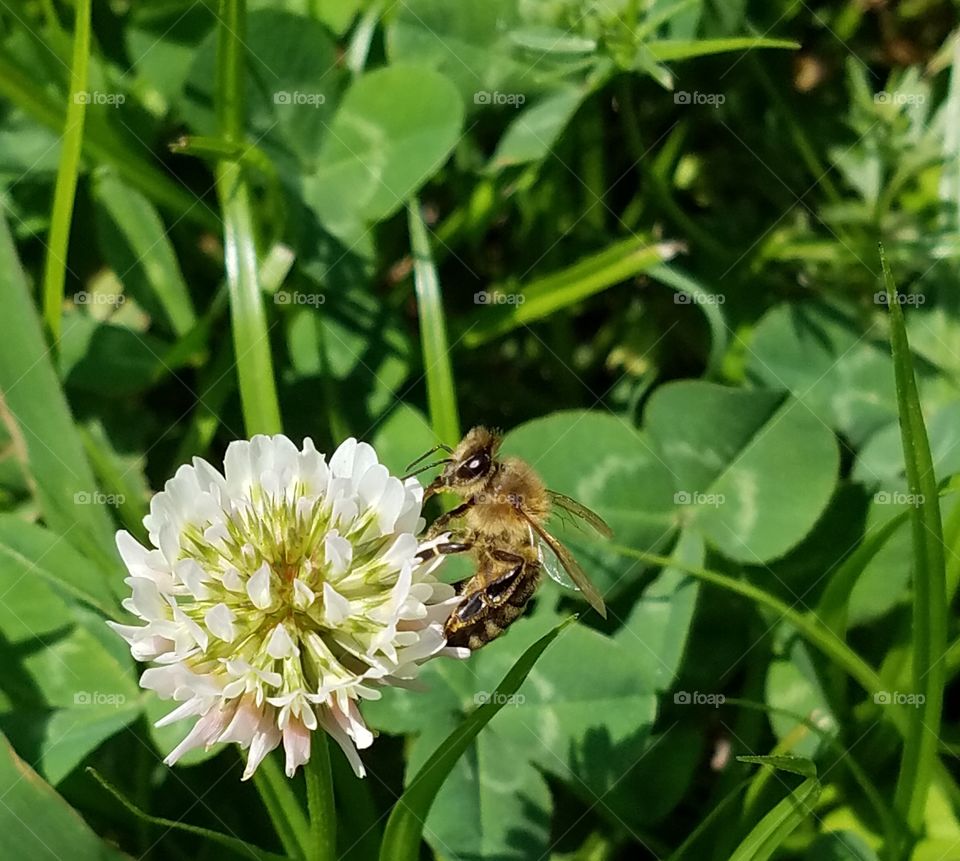 Honeybee on clover