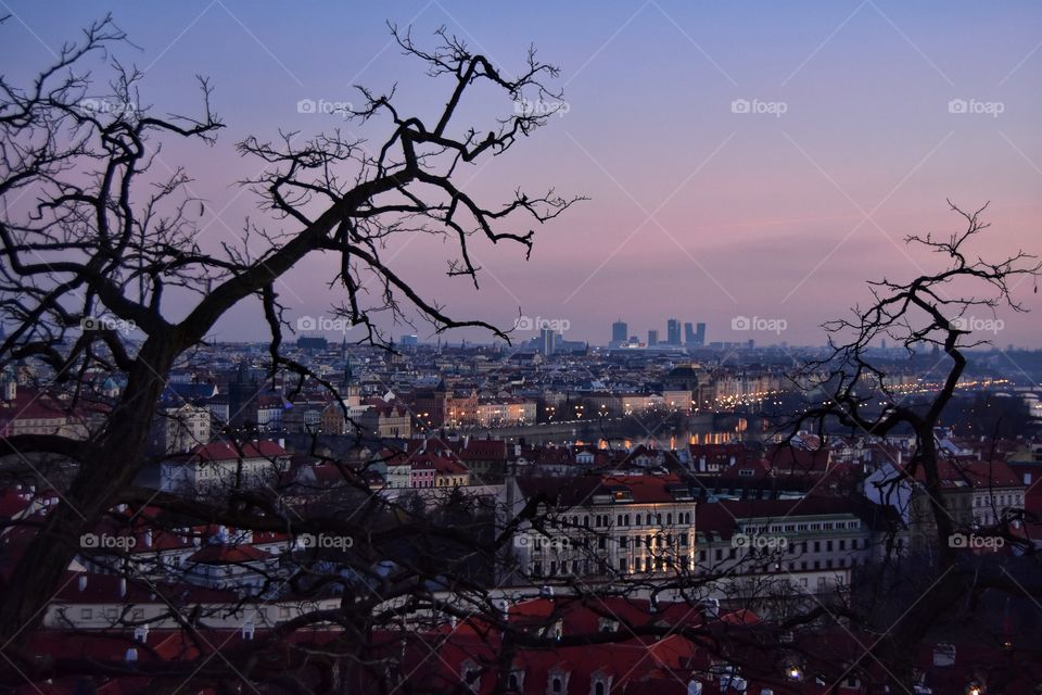 Tree, No Person, City, Landscape, Travel