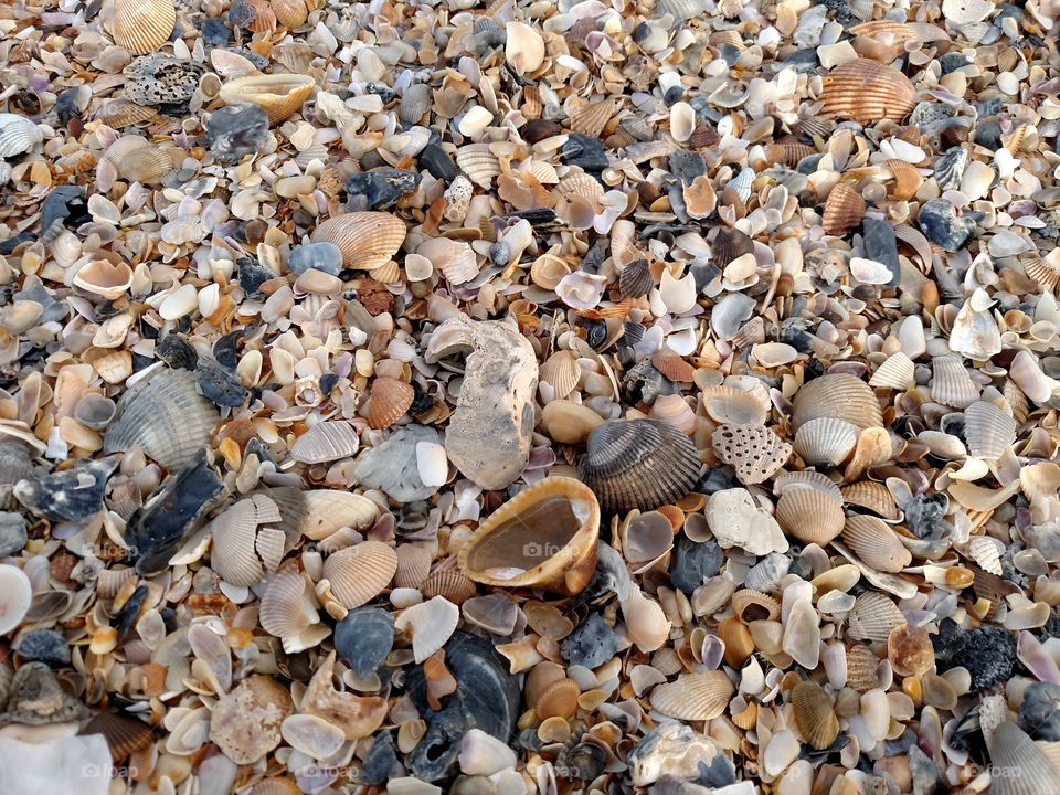 Sea shells on beach