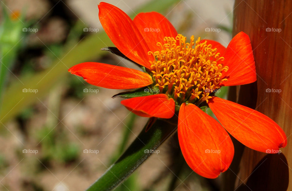 New Caledonia flower