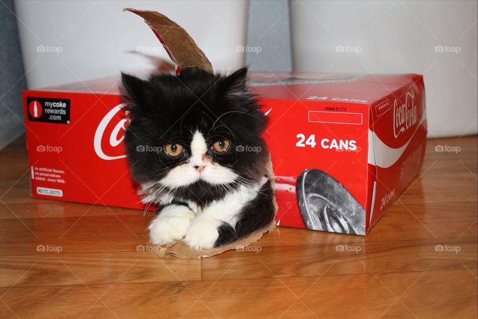 Kitty box