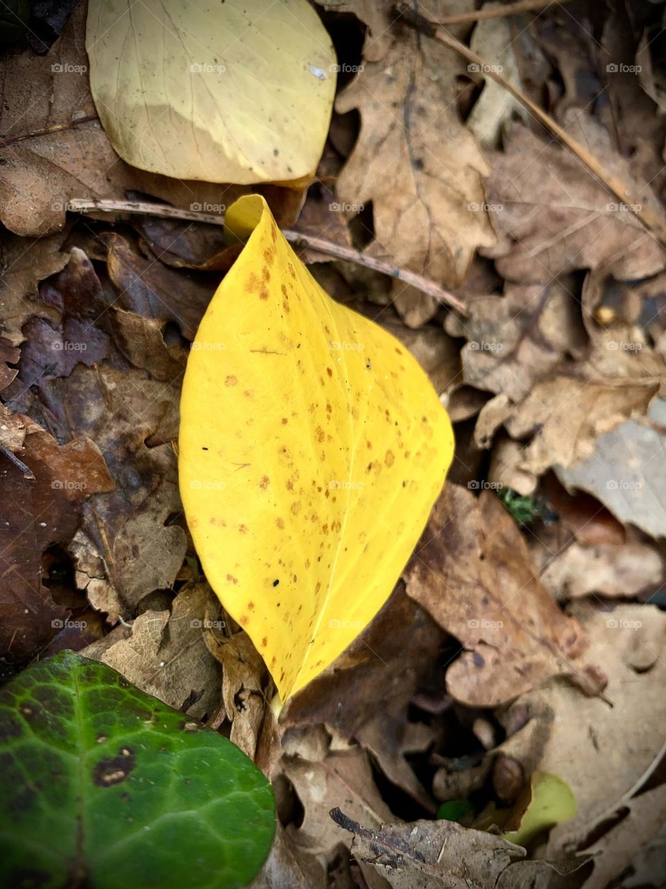 Just A Little Yellow Leaf
