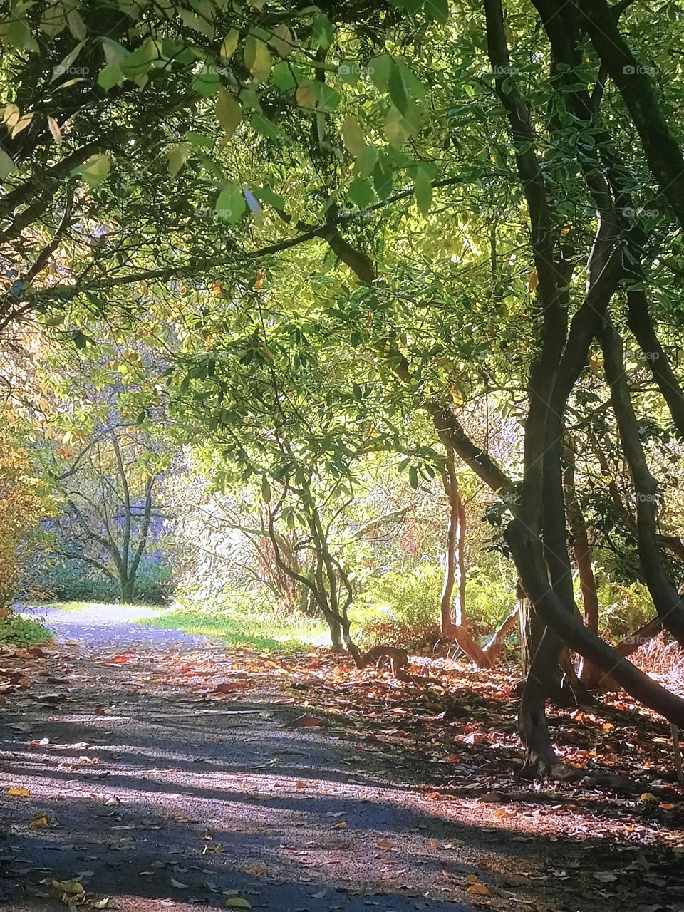 Washington Park Trees