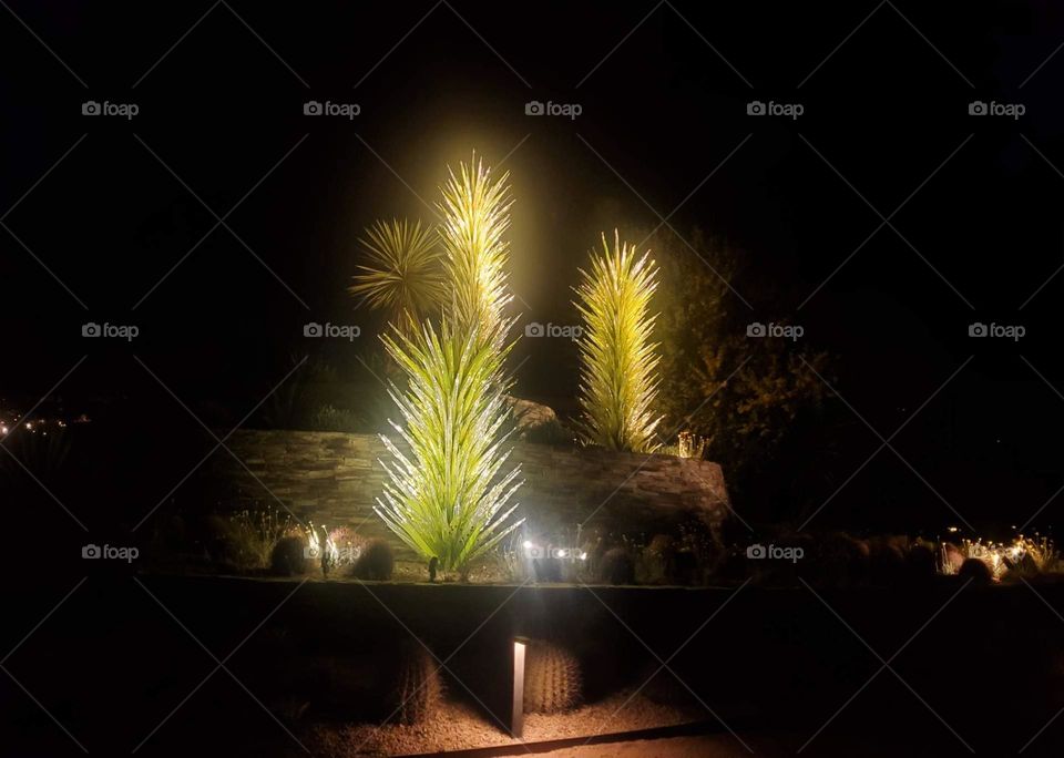 desert night-time botanical light