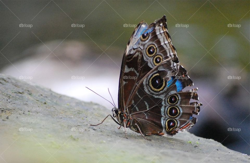 Butterfly big eyes