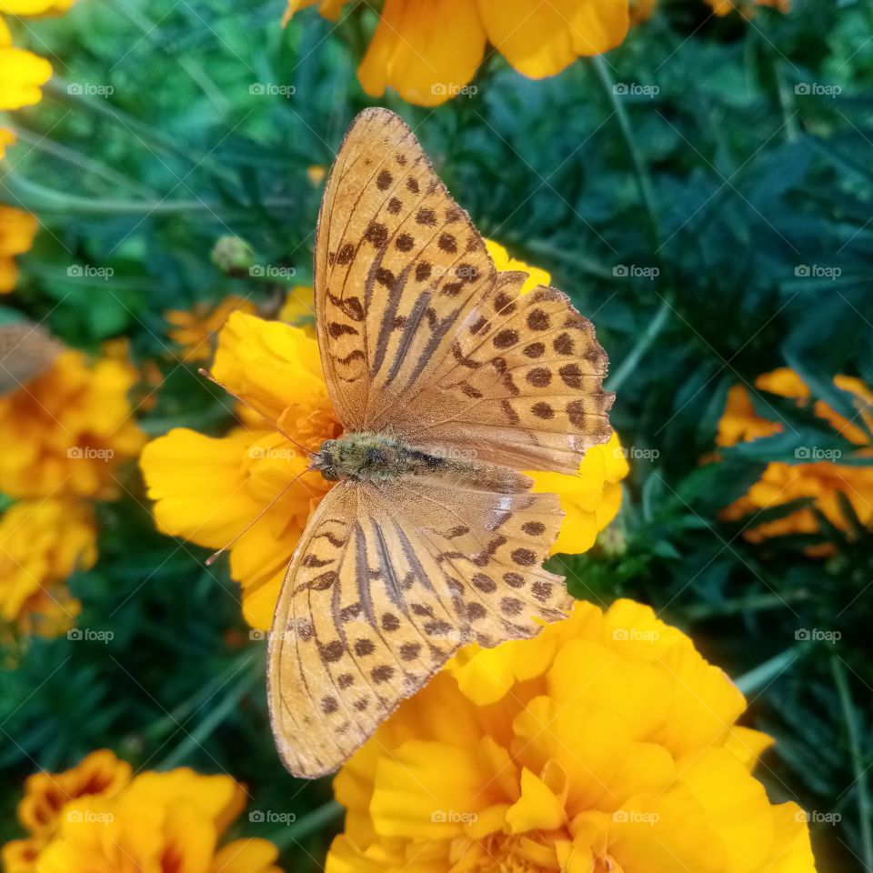 Butterflay