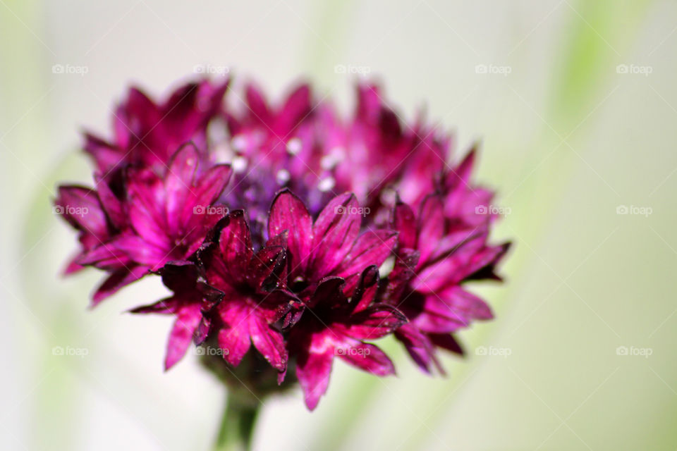 Cornflower, field flower, meadow flower, flower