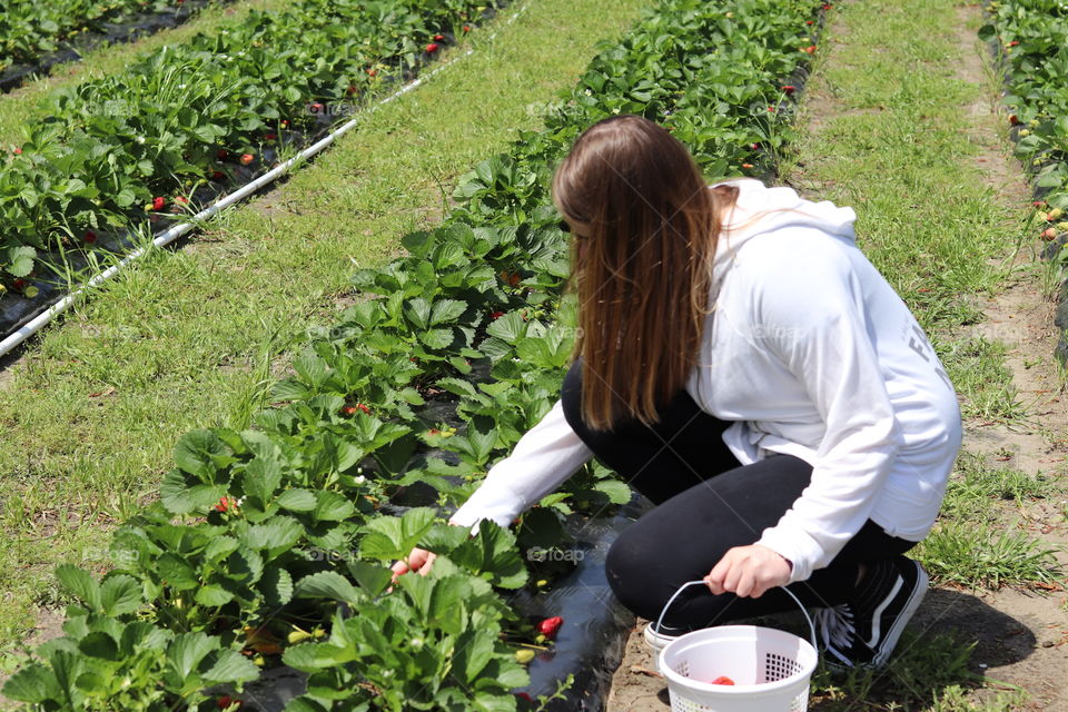 Picking strawberries 
