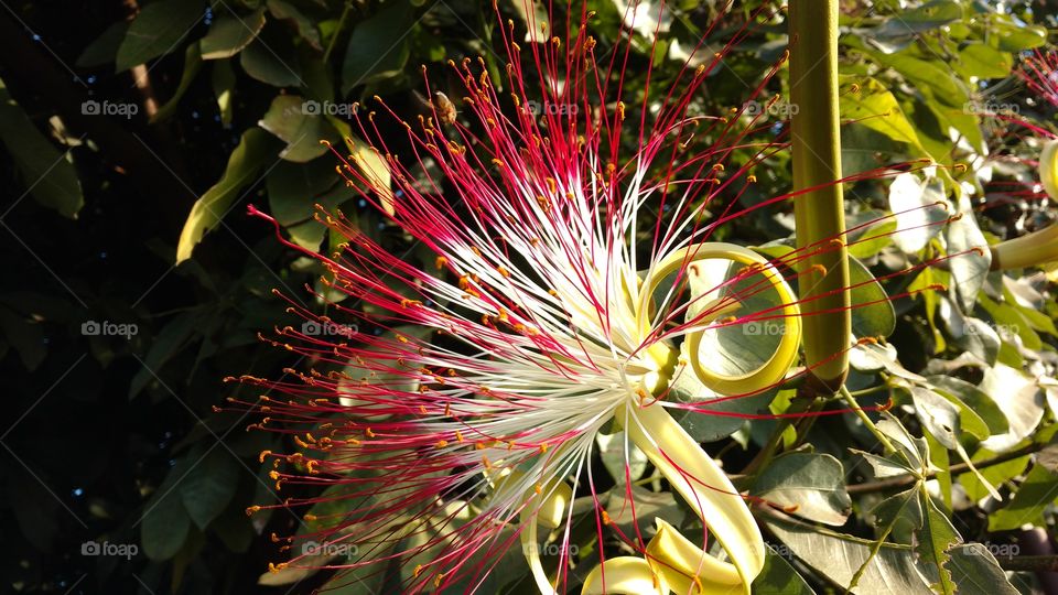 Uma linda exotica flor de arvore.