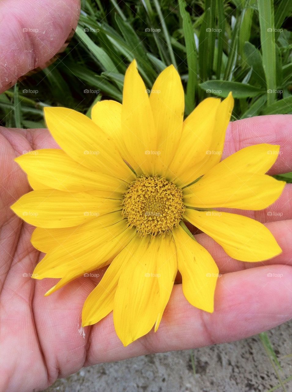 Yellow flower on palm hand