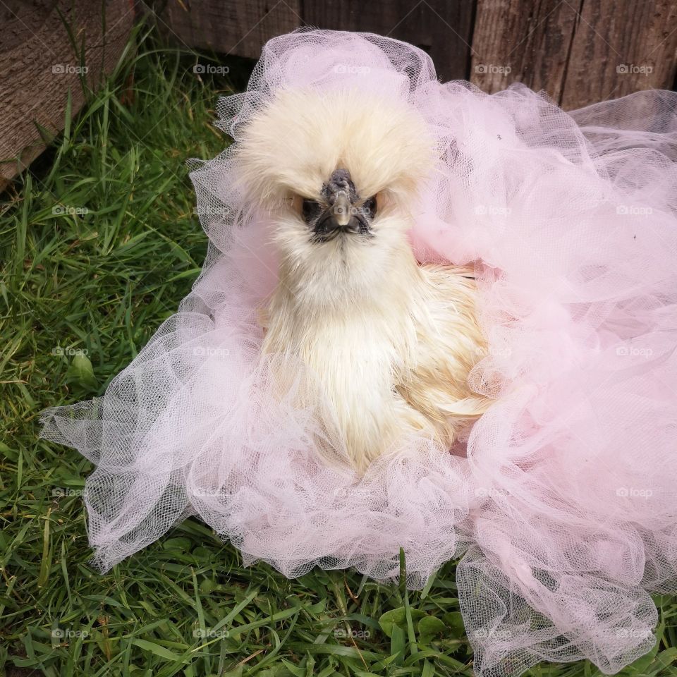 Silkie Chicken in a tutu