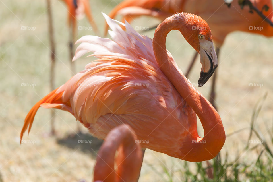 Pink flamingo