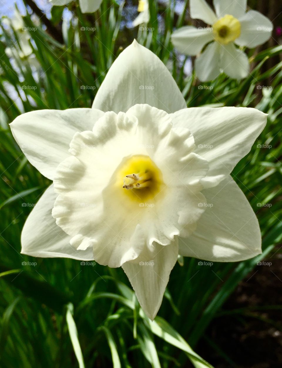 Daffodils 