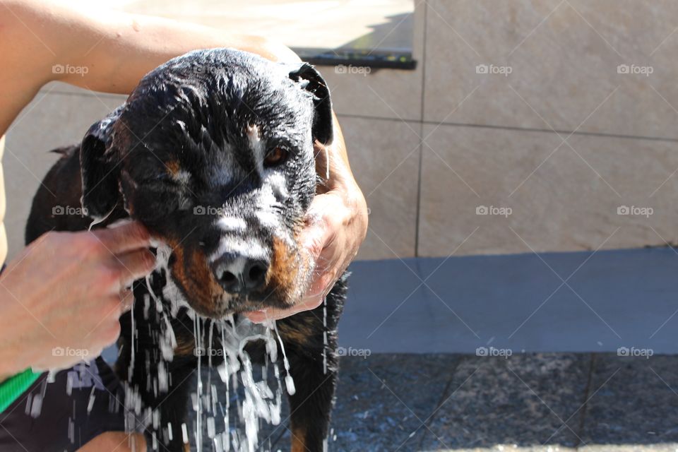 dog taking a shower