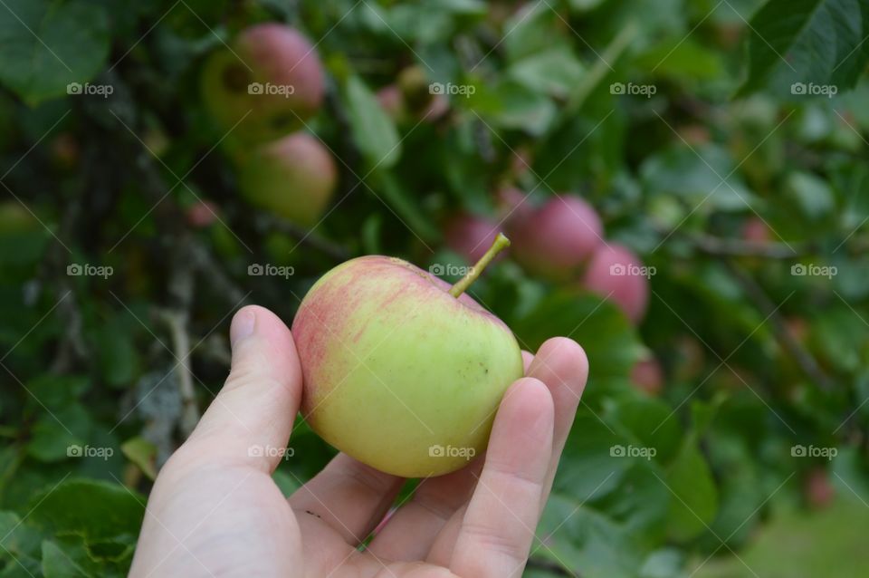 Close-up of a human's hand holding green apple