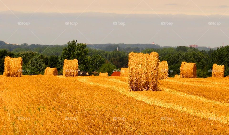 golden stacks