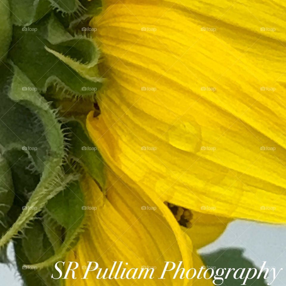Rain Drops on Flower 