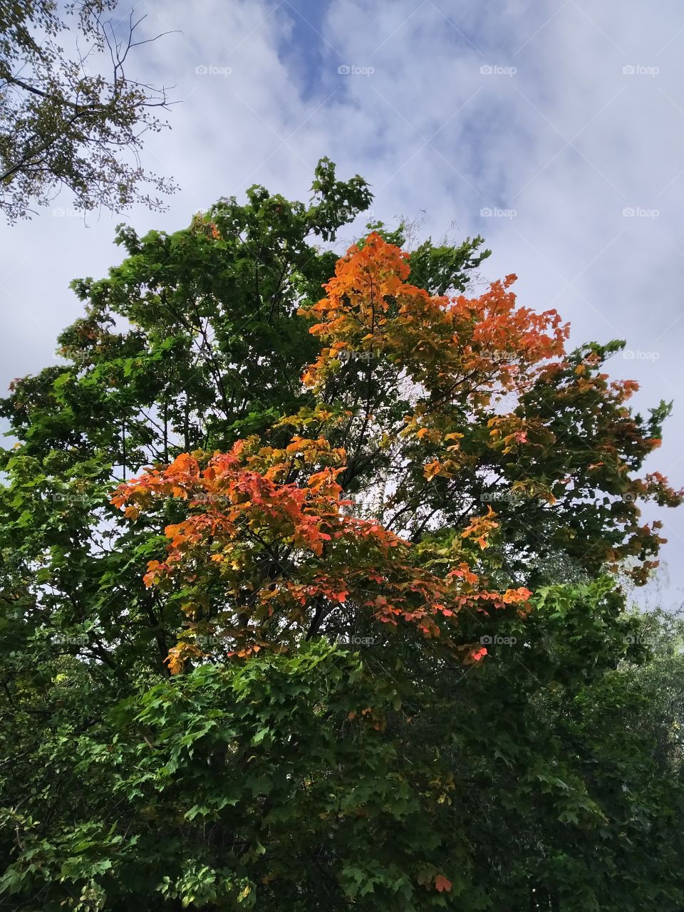 The first colors of autumn.
