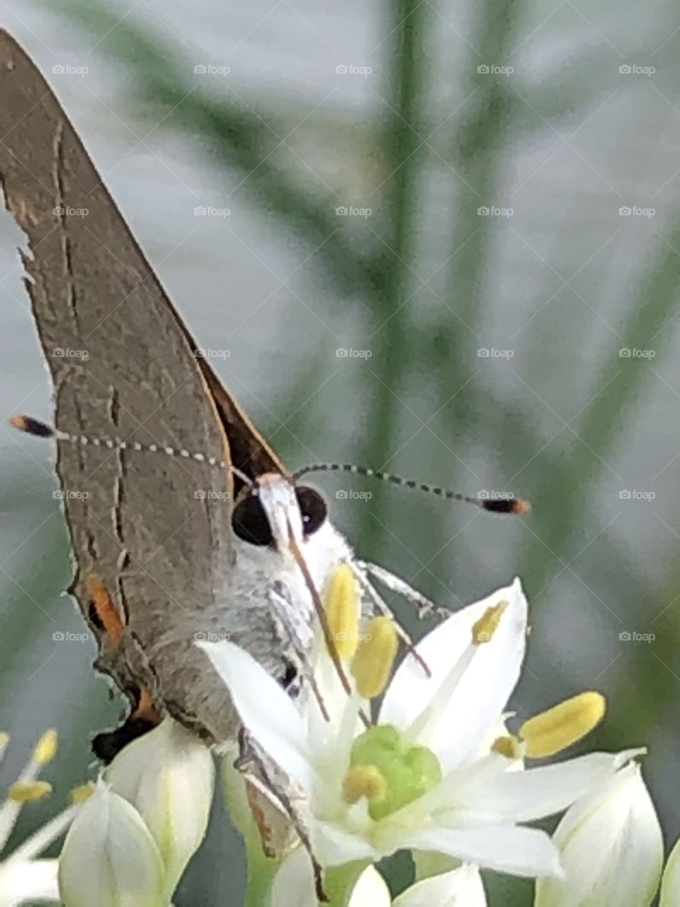 The Bandid Hairstreak butterfly on garlic chive bloom