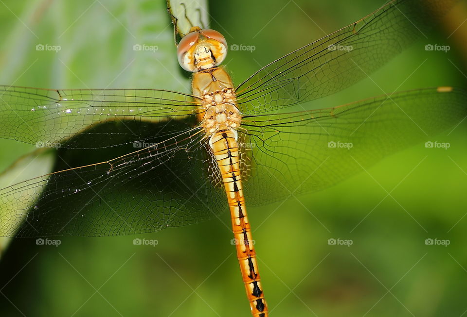 Wandering glider. Dorsal side of yellow - body thorax . Its wing spreading for size . Great pattern of its tailed to the shape. Perched on at the top side of leafe not far from the river .