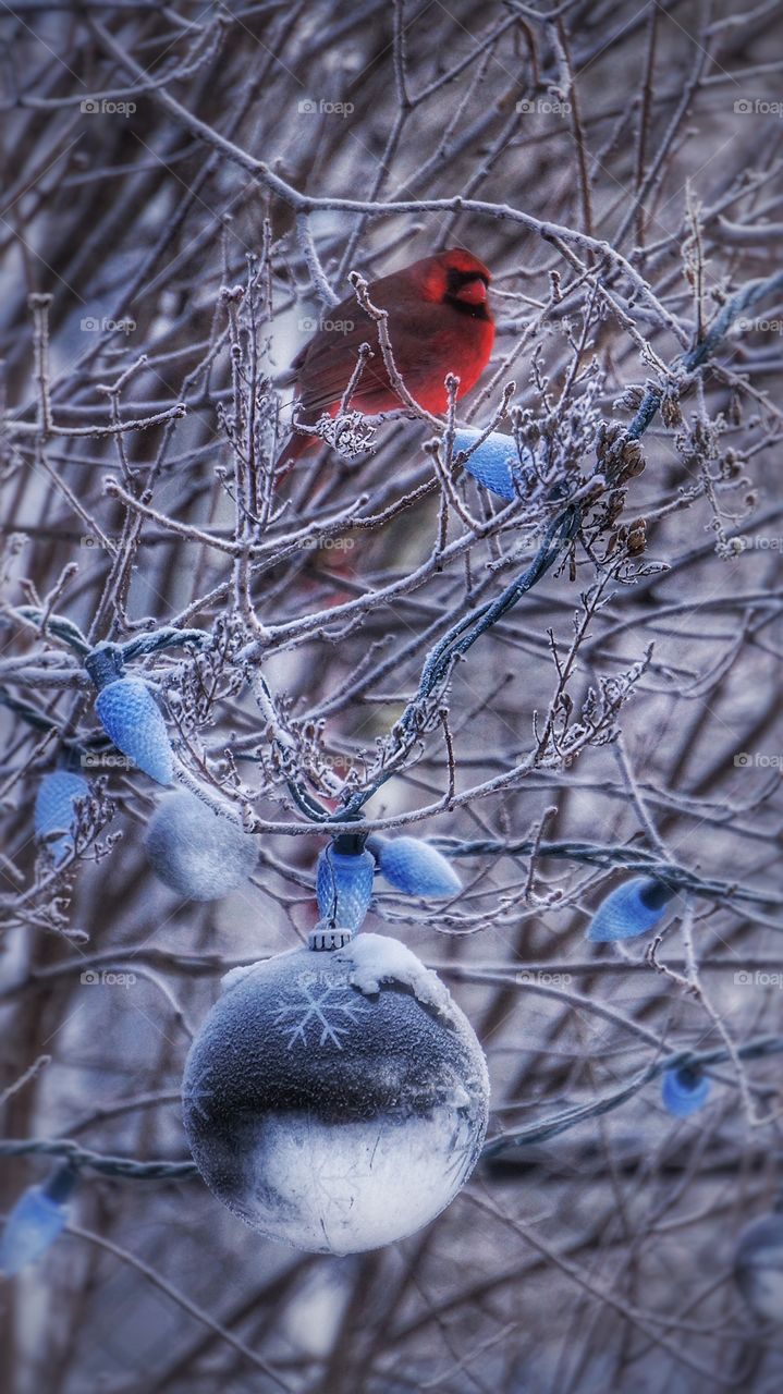 Red cardinal winter scene