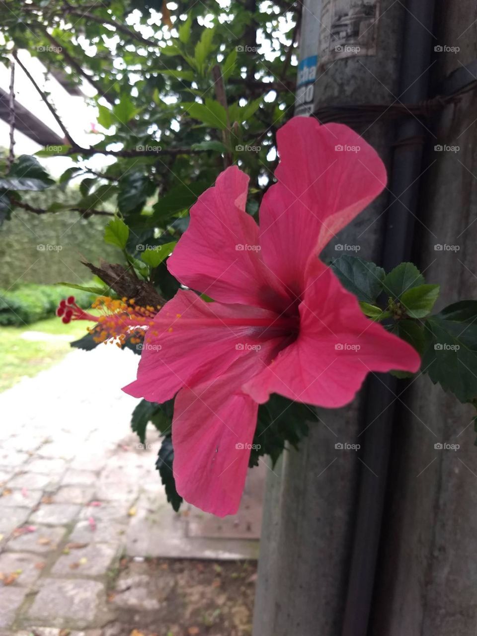 pink hibiscus 🌺