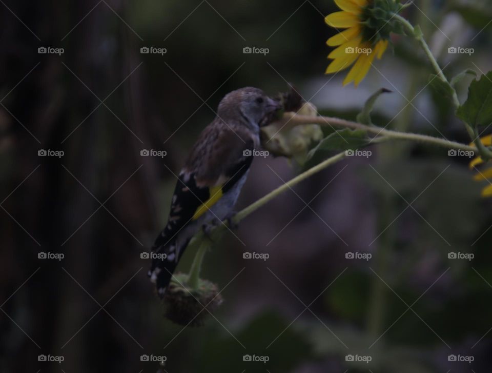 A grey, black and brown bird hanging on a sunflower brunch 