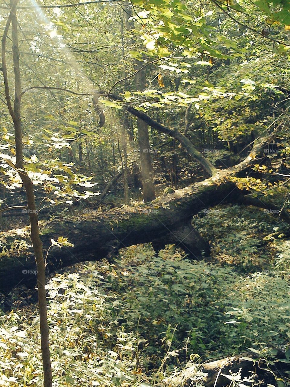 Forest Sunbeam