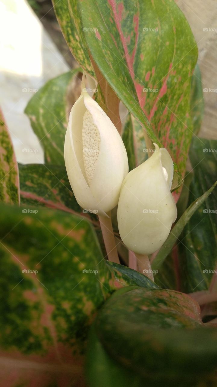 This plant displays a series of vibrant colorful foliage atop sturdy colorful