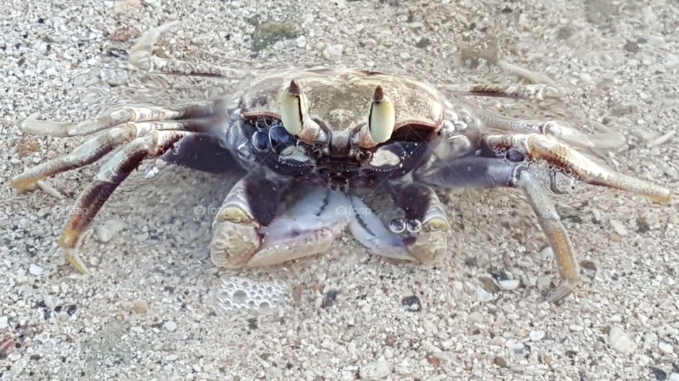 A "crabby" model