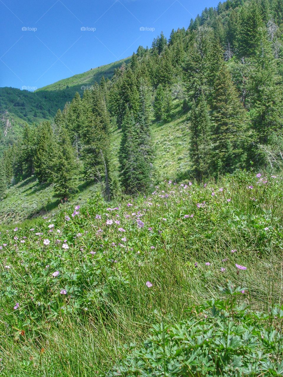 View of trees growing in hillside