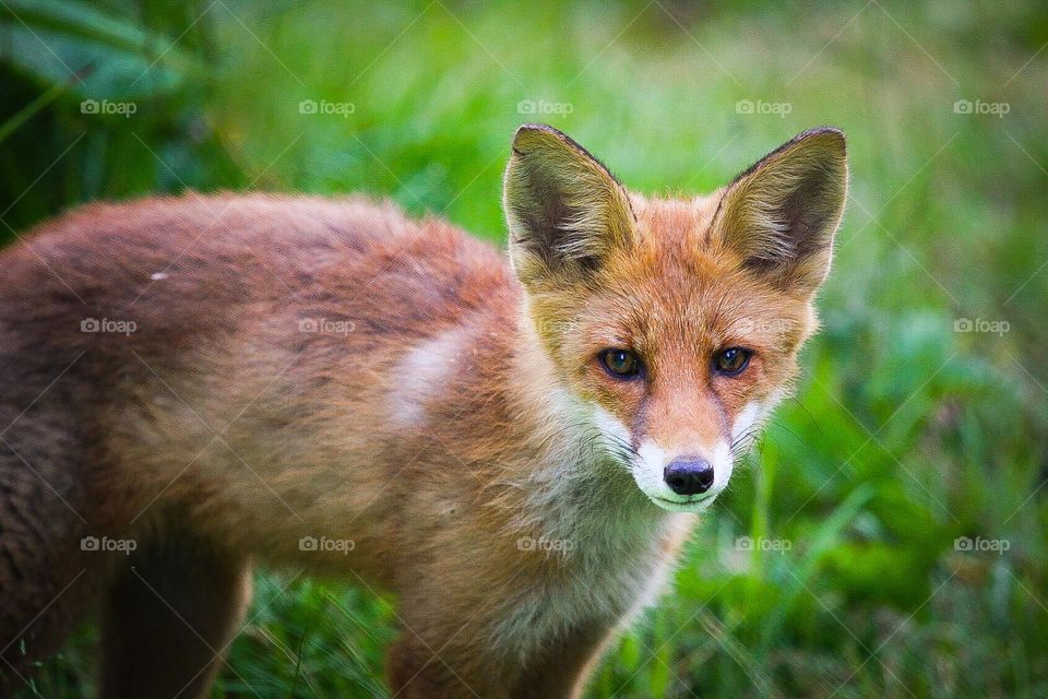 The fox 