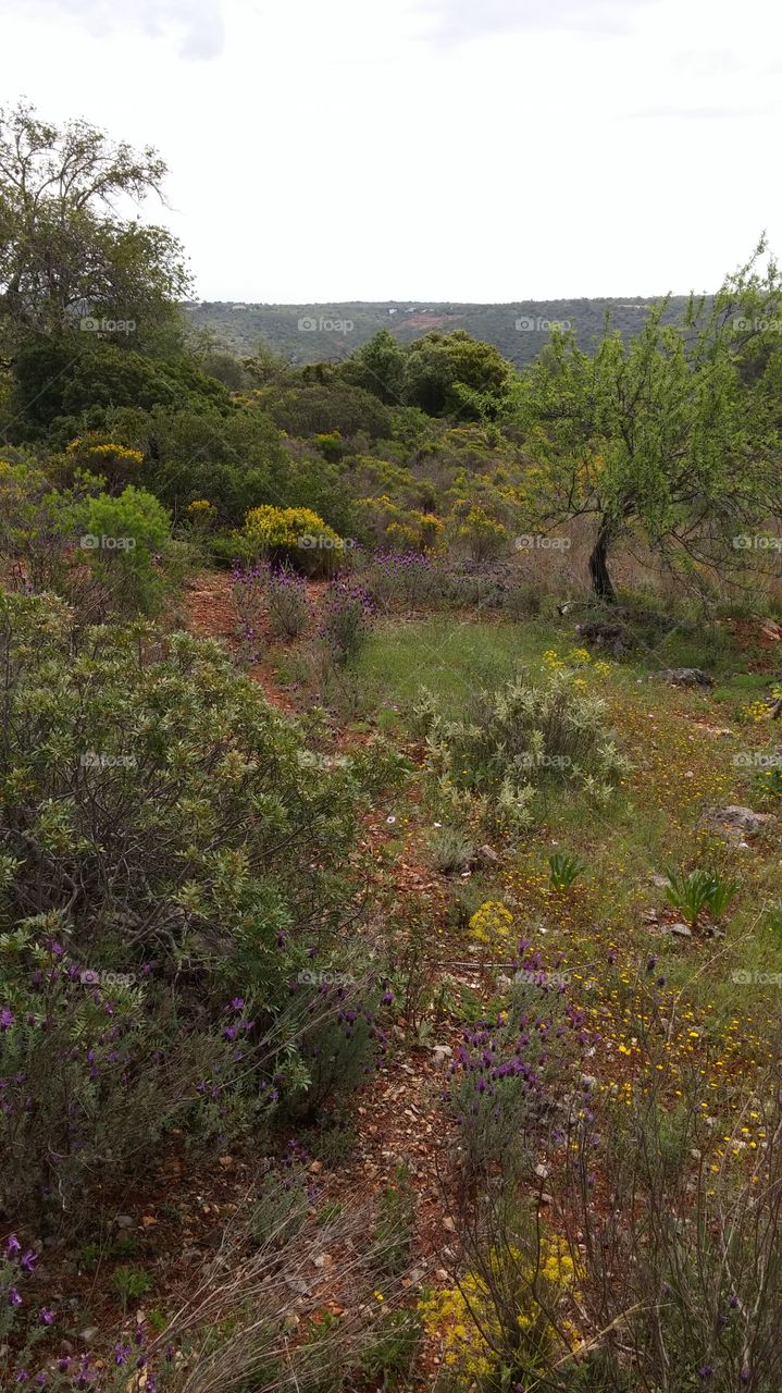 flowers in nature in Portugal . wild flowers on the Algarve hills 