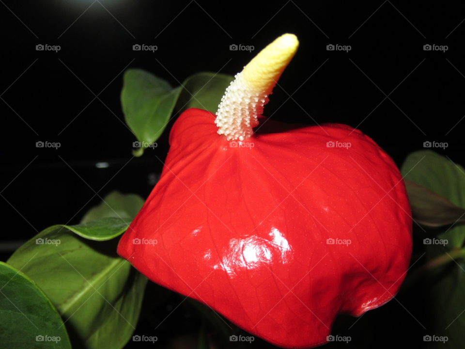 anthurium - indoor flower