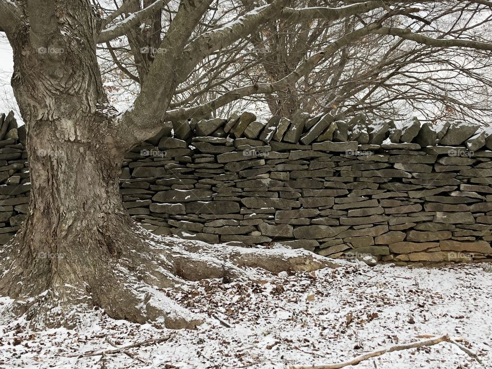 Tree alongside stone fence