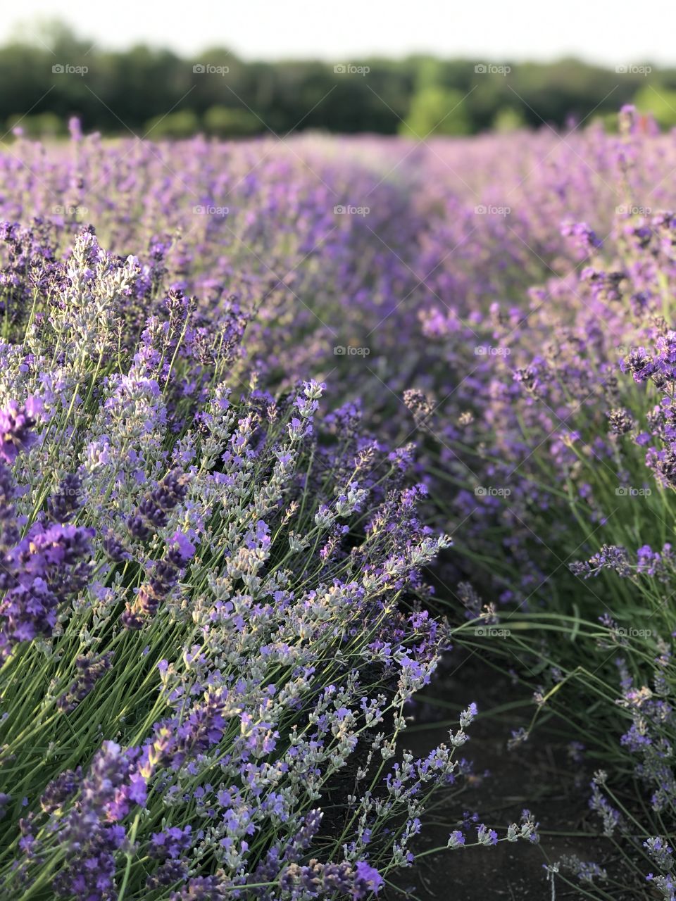Lavender