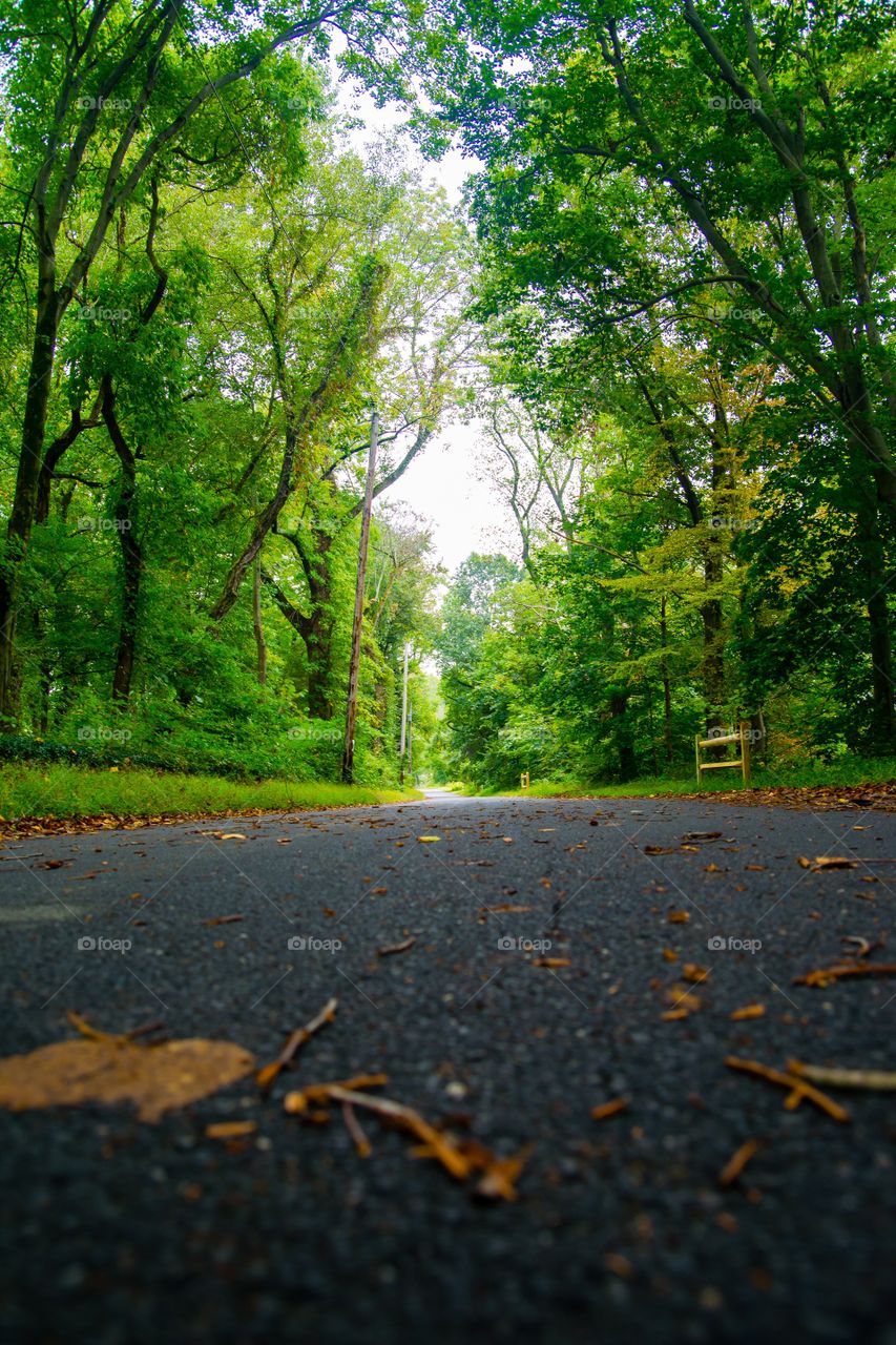 Road, Landscape, Wood, Nature, Guidance