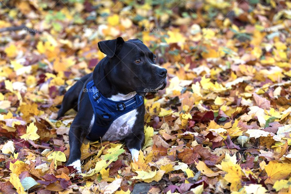 Dog lying down on the the ground which is covered with beautiful colorful maple leaves in the fall 