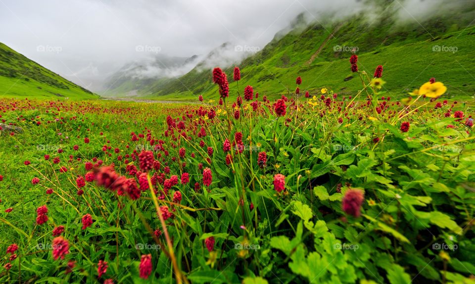 landscape of fog and flowers