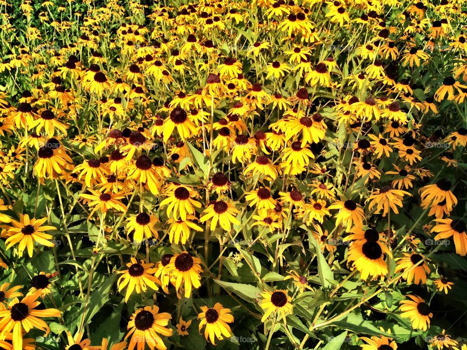 Black Eyed Susans. A field full of Black-eyed Susans, Maryland's official state flower.